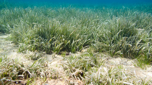 Conserving Our Seagrass Meadows